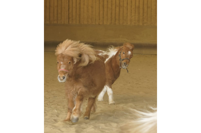 Louis et Gamin