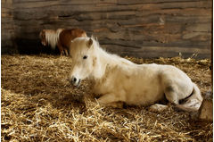 cavalerie_poney_2015_008