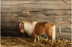 cavalerie_poney_2015_009