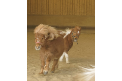 cavalerie_poney_2015_032