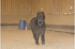 cavalerie_poney_2015_034