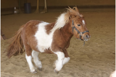 cavalerie_poney_2015_037