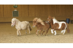 cavalerie_poney_2015_040