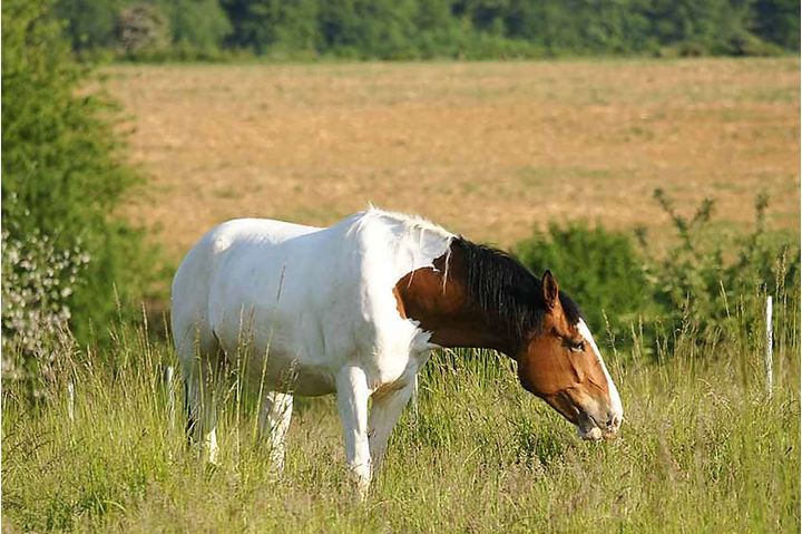 Cheyenne