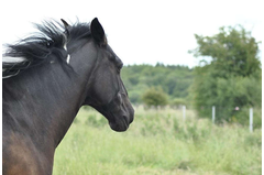 Cavalerie_2015_011
