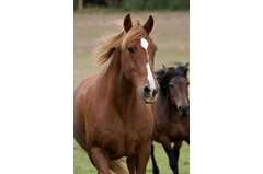 cavalerie_2011_020