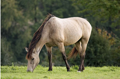 cavalerie_2011_030