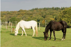 cavalerie_2011_034