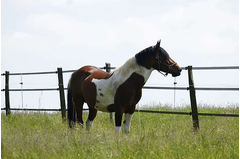 cavalerie_2011_035
