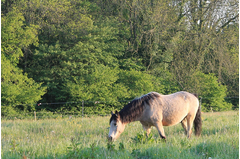 cavalerie_2014_031