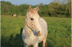 cavalerie_2014_048