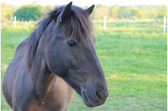 cavalerie_2014_074