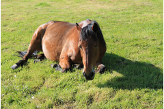 cavalerie_2014_085