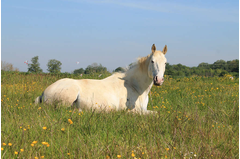 cavalerie_2014_089
