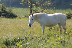 cavalerie_2014_110