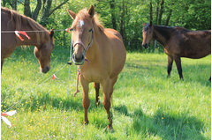 cavalerie_2014_122