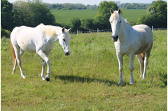 cavalerie_2014_149