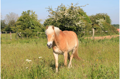 cavalerie_2014_153