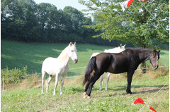 cavalerie_2014_235