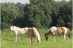 cavalerie_2014_248