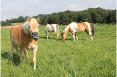 cavalerie_2014_251