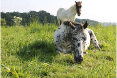cavalerie_2014_254