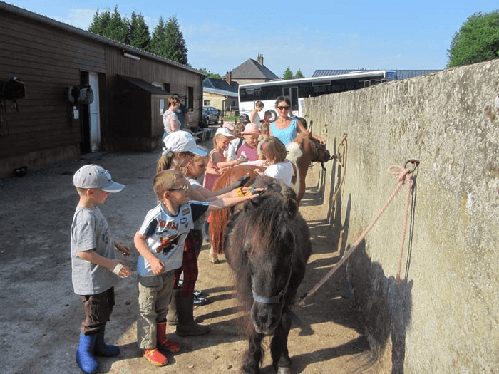 Préparation des poneys