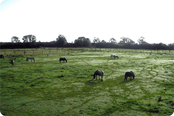 vue des paddocks